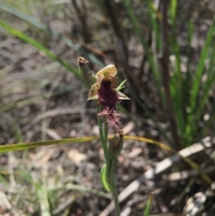 Calochilus platychilus (Purple Beard Orchid) at Gungahlin, ACT - 25 Oct 2015 by AaronClausen