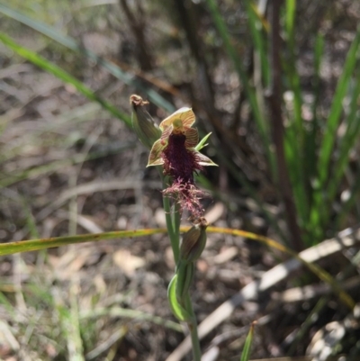 Calochilus platychilus (Purple Beard Orchid) at Gungahlin, ACT - 25 Oct 2015 by AaronClausen