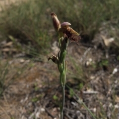 Calochilus platychilus (Purple Beard Orchid) at Black Mountain - 25 Oct 2015 by AaronClausen