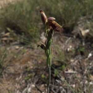 Calochilus platychilus at Canberra Central, ACT - 25 Oct 2015