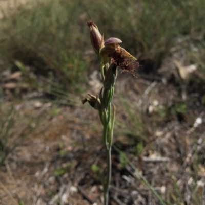 Calochilus platychilus (Purple Beard Orchid) at Canberra Central, ACT - 25 Oct 2015 by AaronClausen