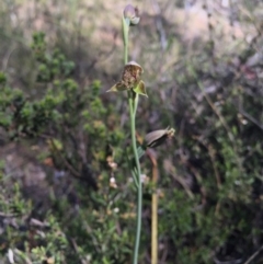 Calochilus platychilus (Purple Beard Orchid) at Canberra Central, ACT - 25 Oct 2015 by AaronClausen