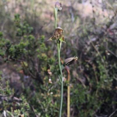 Calochilus platychilus (Purple Beard Orchid) at Black Mountain - 25 Oct 2015 by AaronClausen