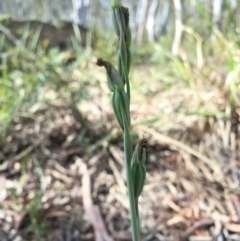 Calochilus platychilus (Purple Beard Orchid) at Gungahlin, ACT - 25 Oct 2015 by AaronClausen