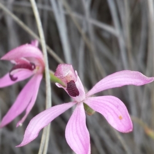 Caladenia congesta at Acton, ACT - 25 Oct 2015