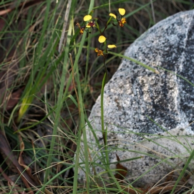 Diuris pardina (Leopard Doubletail) at Namadgi National Park - 25 Oct 2015 by David