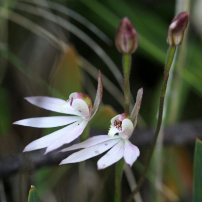 Caladenia carnea (Pink Fingers) at Cotter River, ACT - 25 Oct 2015 by David