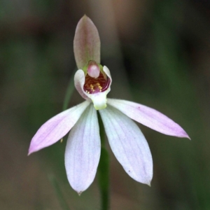 Caladenia carnea at Cotter River, ACT - 25 Oct 2015