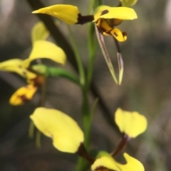 Diuris sulphurea (Tiger Orchid) at Black Mountain - 25 Oct 2015 by JasonC