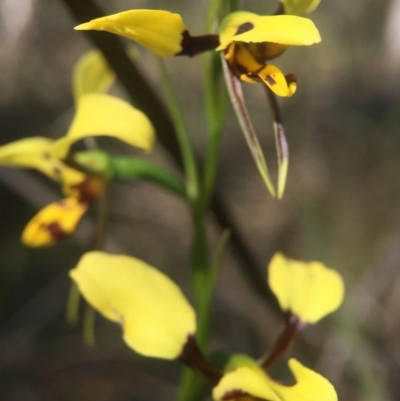 Diuris sulphurea (Tiger Orchid) at Canberra Central, ACT - 25 Oct 2015 by JasonC