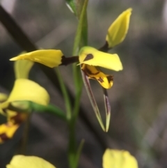 Diuris sulphurea at Canberra Central, ACT - 25 Oct 2015