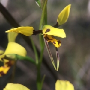 Diuris sulphurea at Canberra Central, ACT - suppressed