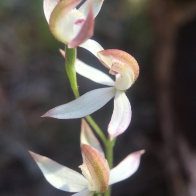 Caladenia moschata (Musky Caps) at Canberra Central, ACT - 25 Oct 2015 by JasonC
