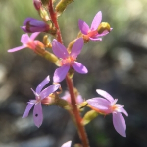 Stylidium graminifolium at Canberra Central, ACT - 25 Oct 2015