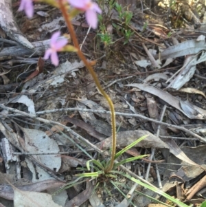 Stylidium graminifolium at Canberra Central, ACT - 25 Oct 2015