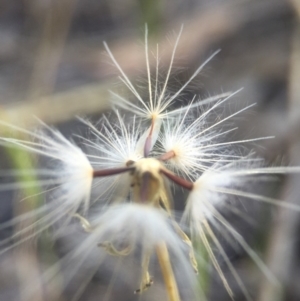 Hypochaeris glabra at Black Mountain - 25 Oct 2015