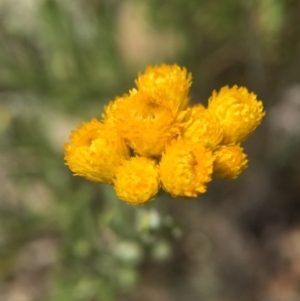 Chrysocephalum apiculatum at Gungahlin, ACT - 25 Oct 2015