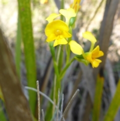 Diuris aequalis (Buttercup Doubletail) at Mount Fairy, NSW - 25 Oct 2015 by JanetRussell
