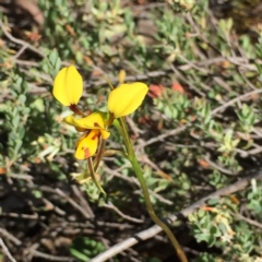 Diuris sulphurea (Tiger Orchid) at Black Mountain - 25 Oct 2015 by ibaird