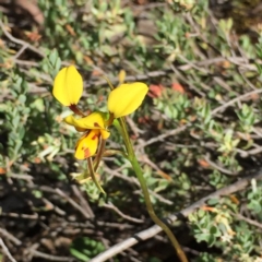 Diuris sulphurea (Tiger Orchid) at Point 75 - 25 Oct 2015 by ibaird