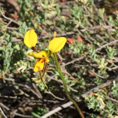 Diuris sulphurea (Tiger Orchid) at Black Mountain - 25 Oct 2015 by ibaird