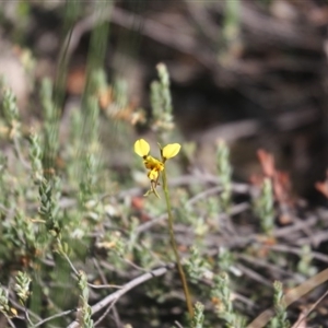 Diuris sulphurea at Point 75 - suppressed