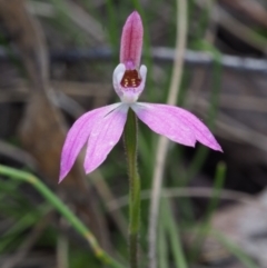 Caladenia fuscata (Dusky Fingers) at Cotter River, ACT - 24 Oct 2015 by KenT