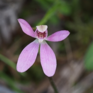 Caladenia fuscata at Cotter River, ACT - 24 Oct 2015