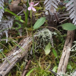 Caladenia fuscata at Cotter River, ACT - 24 Oct 2015