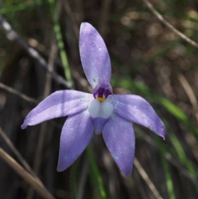 Glossodia major (Wax Lip Orchid) at Cotter River, ACT - 24 Oct 2015 by KenT