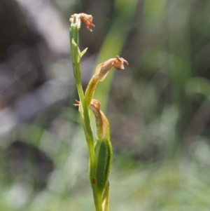 Bunochilus montanus at Cotter River, ACT - 24 Oct 2015