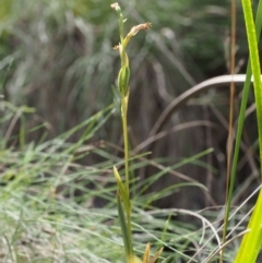 Bunochilus montanus (ACT) = Pterostylis jonesii (NSW) at Cotter River, ACT - 24 Oct 2015