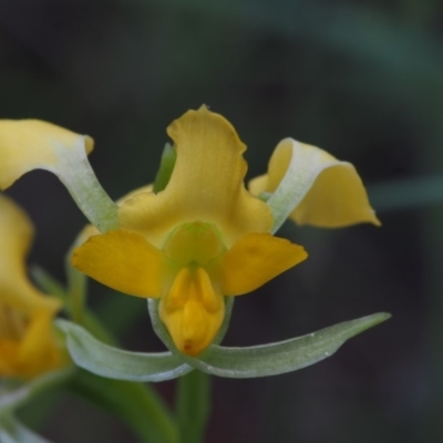 Diuris semilunulata (Late Leopard Orchid) at Namadgi National Park - 24 Oct 2015 by KenT