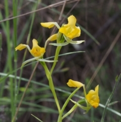 Diuris semilunulata at Cotter River, ACT - 24 Oct 2015