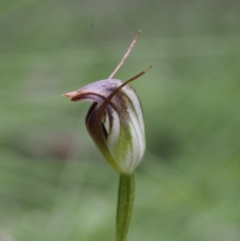 Pterostylis pedunculata (Maroonhood) at Cotter River, ACT - 24 Oct 2015 by KenT