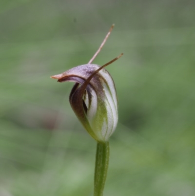 Pterostylis pedunculata (Maroonhood) at Cotter River, ACT - 24 Oct 2015 by KenT