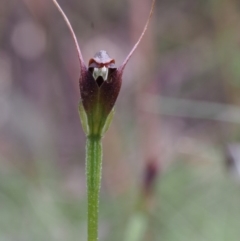 Pterostylis pedunculata at Cotter River, ACT - 24 Oct 2015