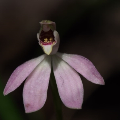 Caladenia fuscata (Dusky Fingers) at Cotter River, ACT - 24 Oct 2015 by KenT