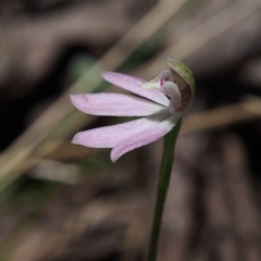 Caladenia fuscata at Cotter River, ACT - 24 Oct 2015