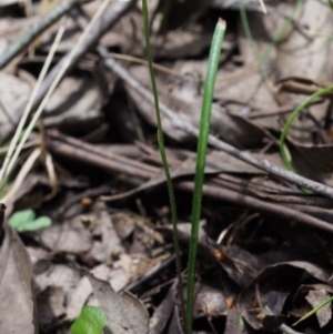 Caladenia fuscata at Cotter River, ACT - 24 Oct 2015