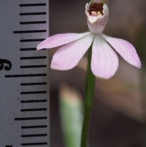 Caladenia fuscata at Cotter River, ACT - 24 Oct 2015