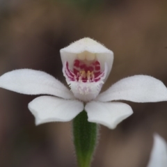 Caladenia alpina (Mountain Caps) at Namadgi National Park - 23 Oct 2015 by KenT