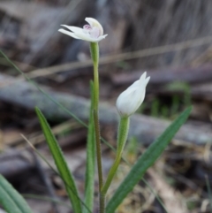 Caladenia alpina at Cotter River, ACT - 24 Oct 2015