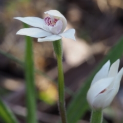 Caladenia alpina at Cotter River, ACT - 24 Oct 2015