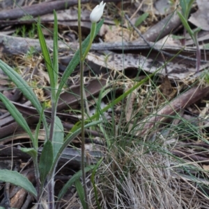 Caladenia alpina at Cotter River, ACT - 24 Oct 2015