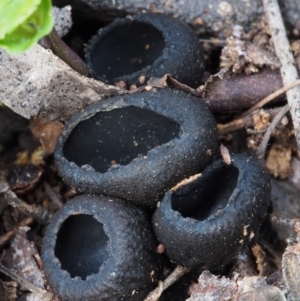 Plectania at Cotter River, ACT - 24 Oct 2015 01:56 PM