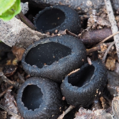 Plectania at Cotter River, ACT - 24 Oct 2015 by KenT