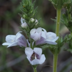 Euphrasia collina subsp. speciosa (Purple Eyebright) at Cotter River, ACT - 24 Oct 2015 by KenT