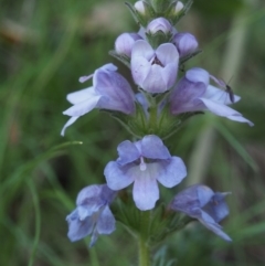 Euphrasia collina subsp. speciosa at Cotter River, ACT - 24 Oct 2015