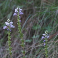 Euphrasia collina subsp. speciosa at Cotter River, ACT - 24 Oct 2015